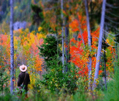 Mount Baldy Fall Colours GIF