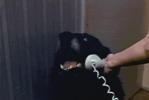Disappointment Dog GIF - Disappointment Dog Really - Discover & Share GIFs