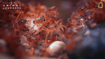 National Geographic Ocean GIF by Nat Geo Wild