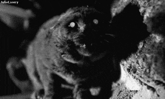scary black and white GIF