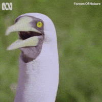Confused Whats Happening GIF by ABC TV + IVIEW