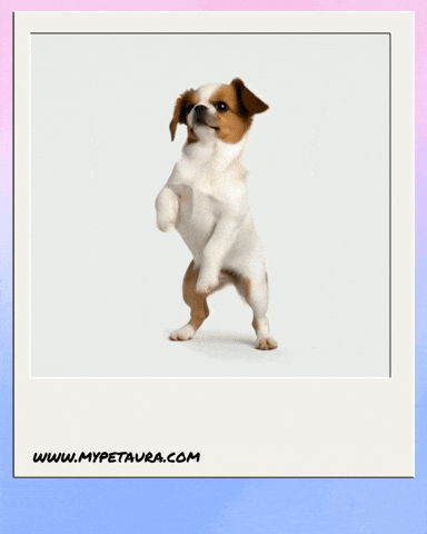 GIF by MyPetAura