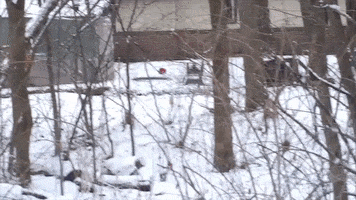 Pushfail GIF