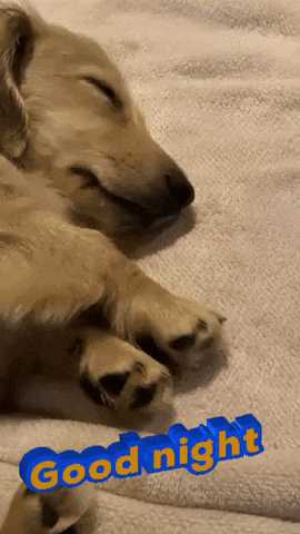 Sleepy Good Night GIF