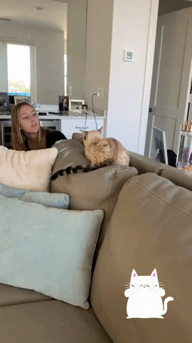 Surprise Attack Cat GIF by Crystal Hills Organics
