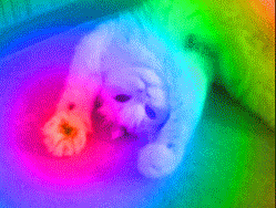 Kitty Acid GIF
