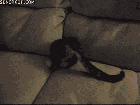 cat couch GIF by Cheezburger