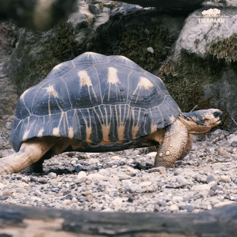 Red Footed Tortoise GIFs - Find & Share on GIPHY