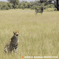 No Idea Idk GIF by World Animal Protection
