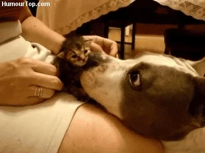 cat dogs GIF