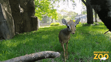 Cute Animals Dikdik GIF by Brookfield Zoo