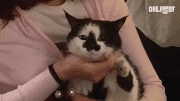 SBS TV동물농장x애니멀봐 GIF