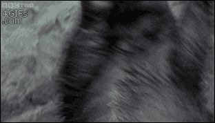 Badger GIF by EADBOX