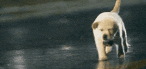 Video gif. Golden Retriever puppy runs bravely through a rainy road.