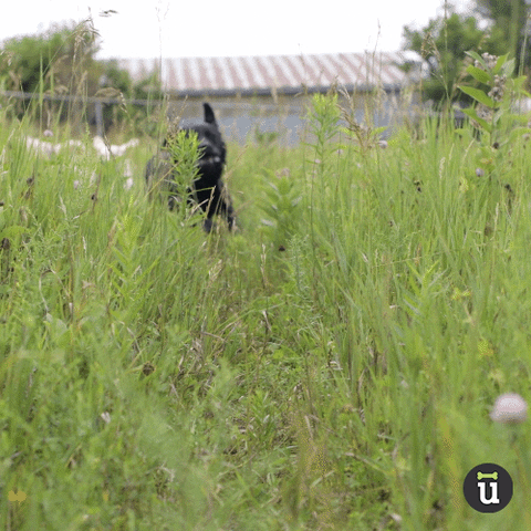 Uberdog GIF