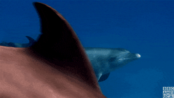 blue planet dolphins GIF by BBC America