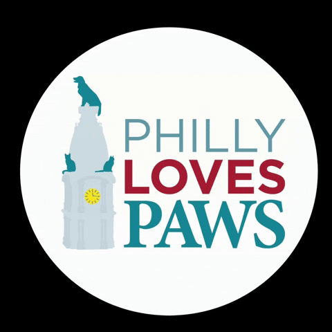 Cats Adopt GIF by PhillyPAWS