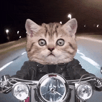 Cat-motorcycle GIFs - Get the best GIF on GIPHY