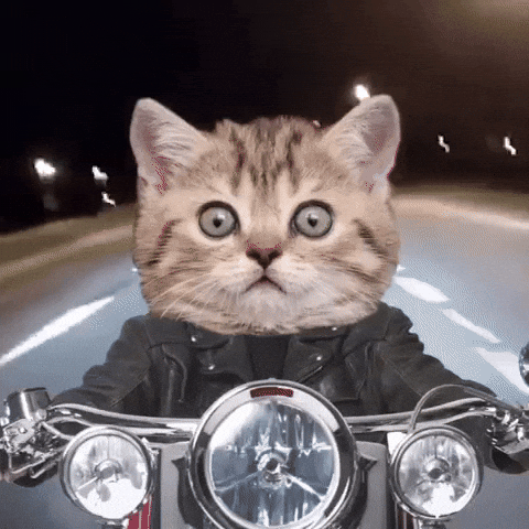 Dj-kitty GIFs - Get the best GIF on GIPHY