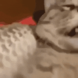 Cat GIF