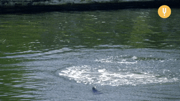 Tricks Dolphin GIF by CuriosityStream