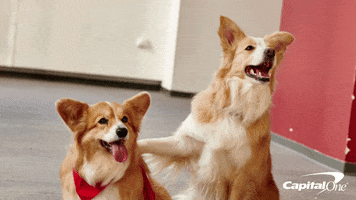 happy best friends GIF by Capital One