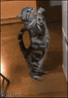 cat standing GIF