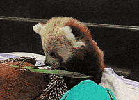 Red Panda Tail Gifs Get The Best Gif On Giphy