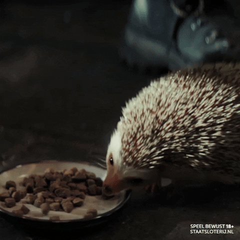Hedgehog Eating GIF by Staatsloterij