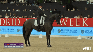 Well Done Horse GIF by FEI Global
