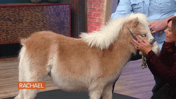 Food Love GIF by Rachael Ray Show