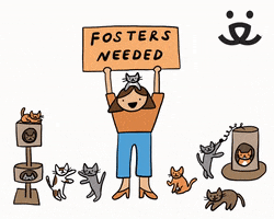 Cats Adopt GIF by Best Friends Animal Society
