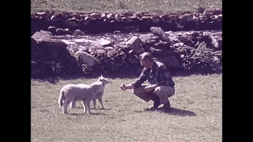 1960s lamb GIF by History Colorado