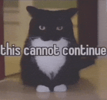 Cat Meme This Cannot Continue GIF