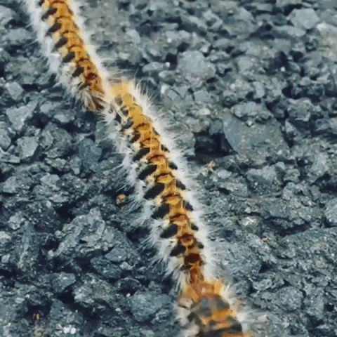 Chenille GIF
