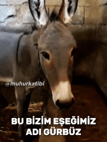 Chp Kemalist GIF