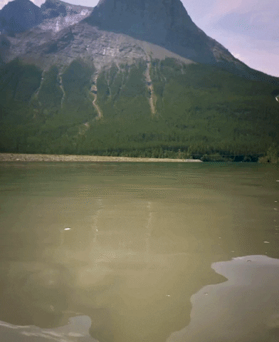 Algi GIF