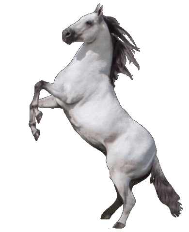 Presidente Prudente Quartodemilha Sticker by Rancho Palomita