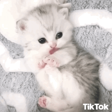 cute kitty cute cats gif
