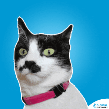 Cat Reaction GIF by Digital discovery