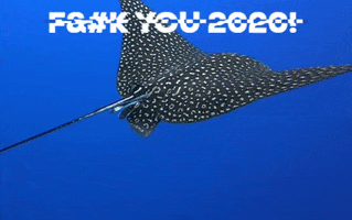 The Dive Bus, Curacao GIF