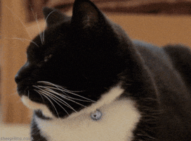 black and white cat GIF by sheepfilms