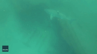 Teen Snorkeler Touches Great White Shark's Tail in Florida