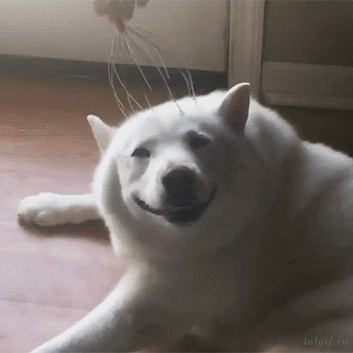 Happy Dog GIF