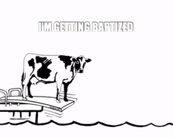 Cow Baptism GIF by City Life Church