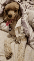 Happy Dog GIF by Geekster Pets