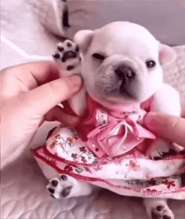 Pibble GIF