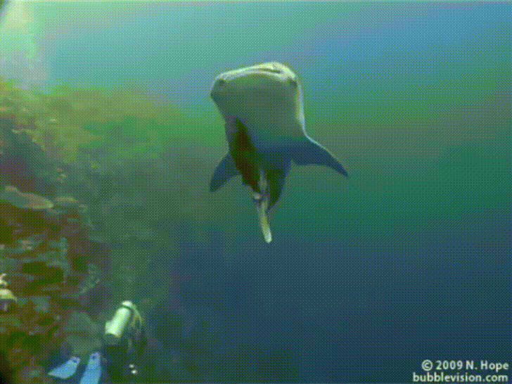 sharks juvenile GIF