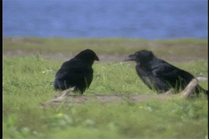 conversation ravens GIF by Canadian Museum of History