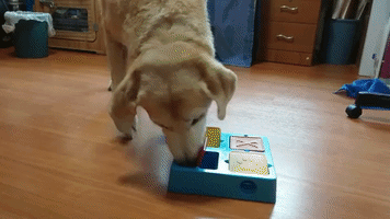 Dogtoy Lifeofflapper GIF